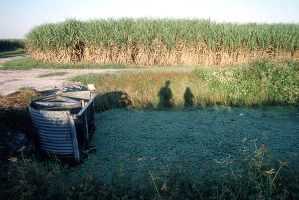 Canal next to sugar cane field - Moore Haven, Florida