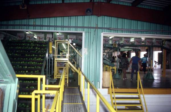 Pepper packing house - Boynton Beach, Florida.