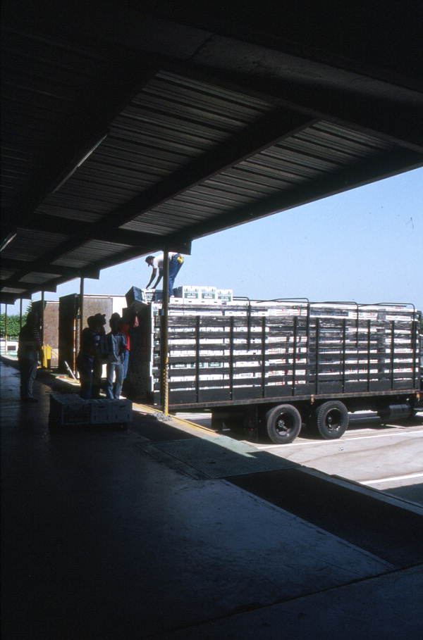 Loading boxes of peppers onto trucks - Boynton Beach, Florida.