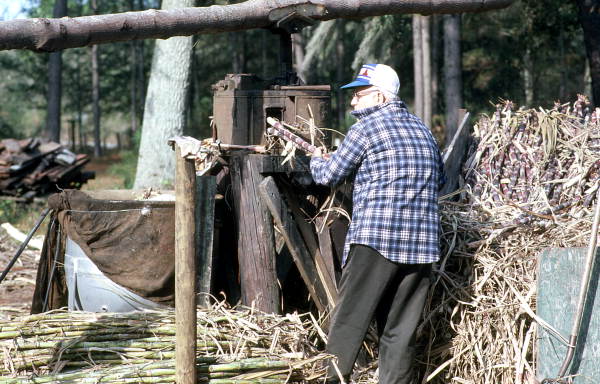 Wilmer Cribbs grinding sugarcane for making into syrup - Wellborn, Florida
