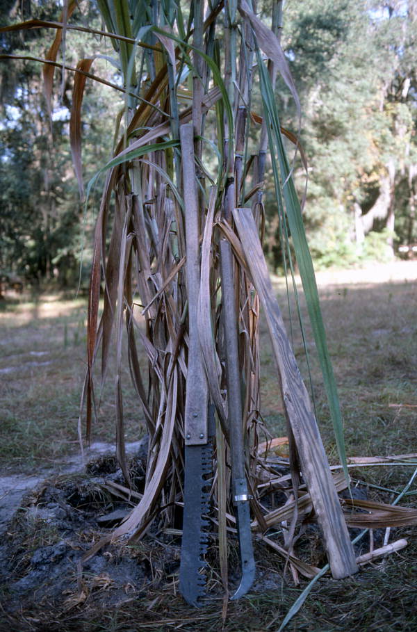Sugarcane plants and harvesting tools - White Springs, Florida