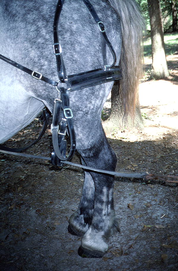 Draft horse with tack - Wellborn, Florida