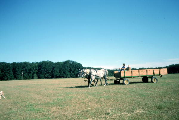 Patricia Duval and children in horse-drawn wagon - Wellborn, Florida