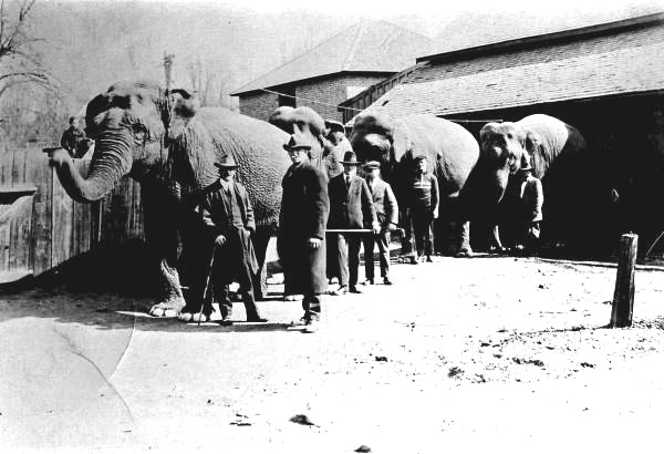 Clyde Beatty circus elephants and handlers
