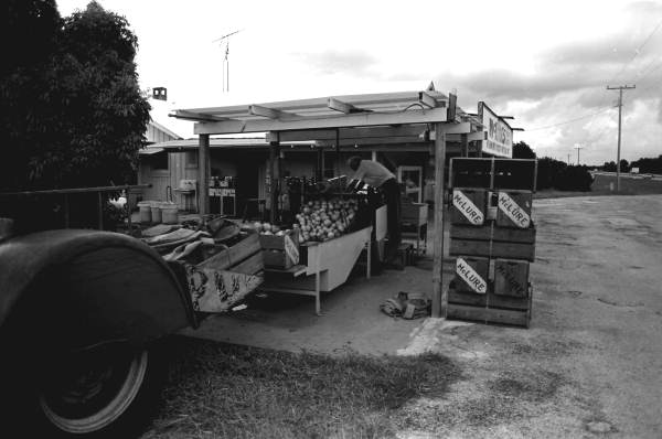 Grapefruit being unloaded at McLure's Fine Fruit Specialists store - Lake Wales, Florida