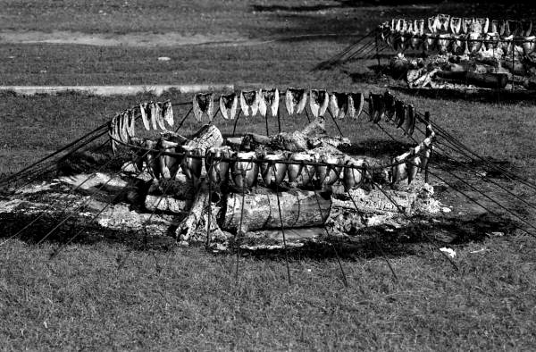 Forks with mullet fish on ring around fire during roast - Monticello, Florida