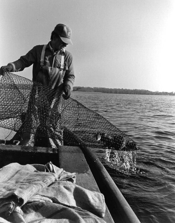 Tommy Noles, Crescent City, FL working catfish traps on St. Johns River..