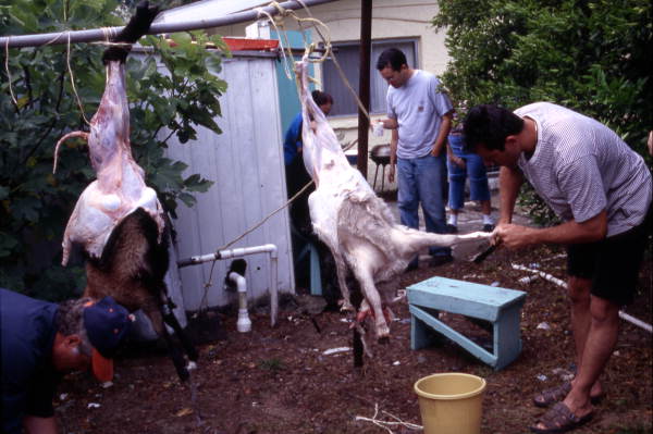 Men skinning lambs - Tarpon Springs, Florida.