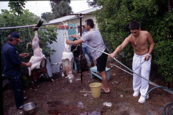 Men skinning lambs - Tarpon Springs, Florida.