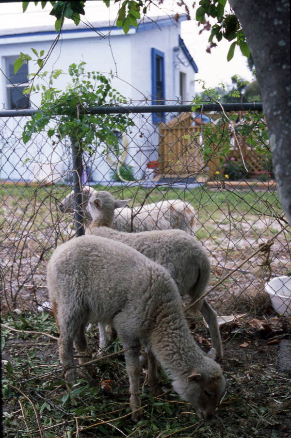 Lambs in the yard awaiting slaughter - Tarpon Springs, Florida.