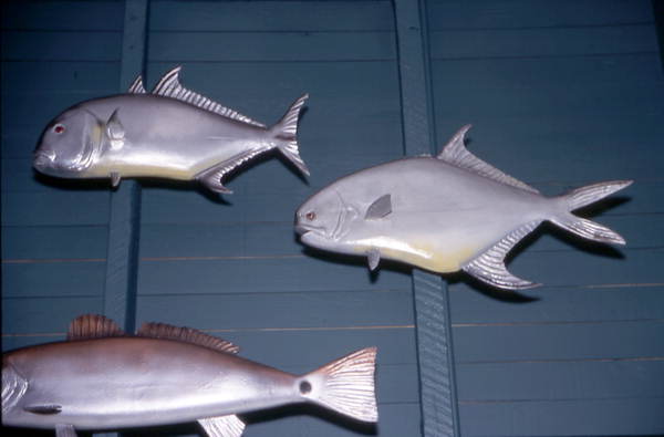 Mounted fishes including Jack (top), Pompano (r) and Redfish (bottom) - Everglades City, Florida.