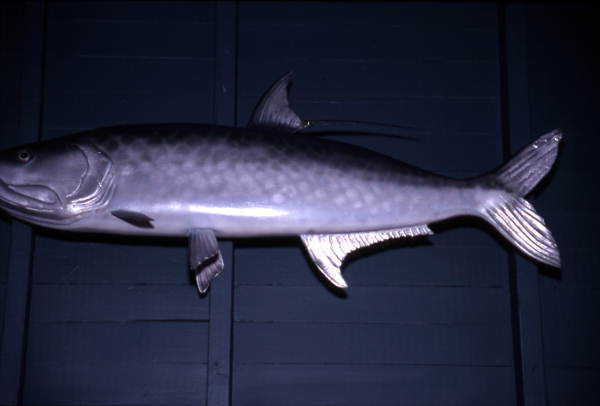Stuffed tarpon on the wall - Everglades City, Florida.