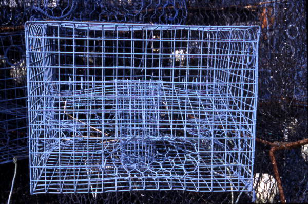 Wire stone crab trap - Everglades City, Florida.