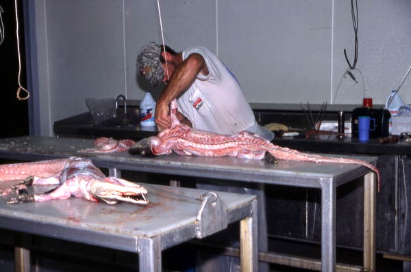 Employee at the farm skinning an alligator - LaBelle, Florida.