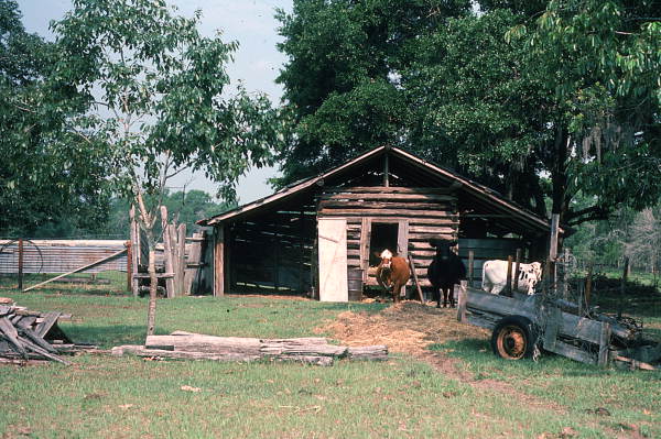 Cows standing in front of a barn.