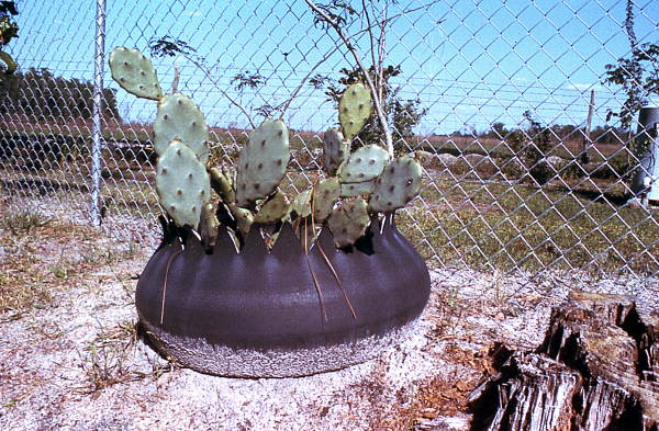Cactus growing out of a black cauldron pot