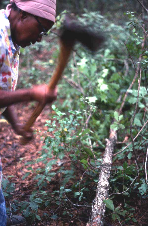 Lucreaty Clark chopping up a white oak tree she will use for making baskets