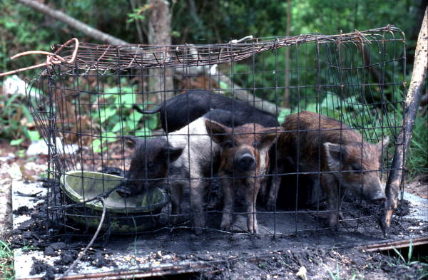 Pigs on a Seminole reservation - Big Cypress Seminole Indian Reservation