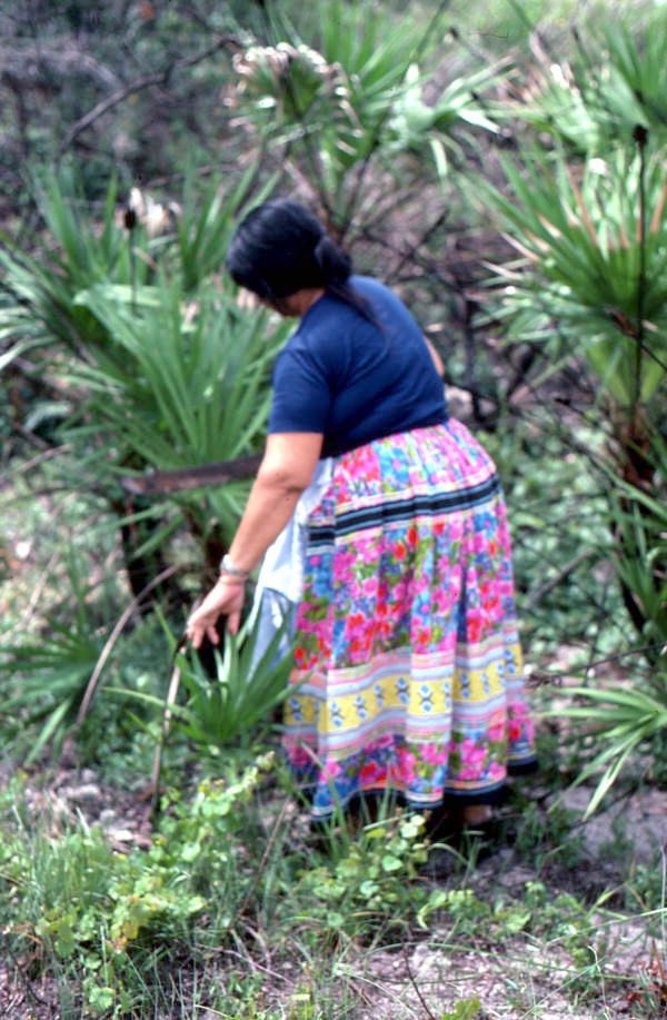 Mary B. Billie hacking away plants to get at palmetto fibers for dollmaking - Big Cypress Reservation, Florida