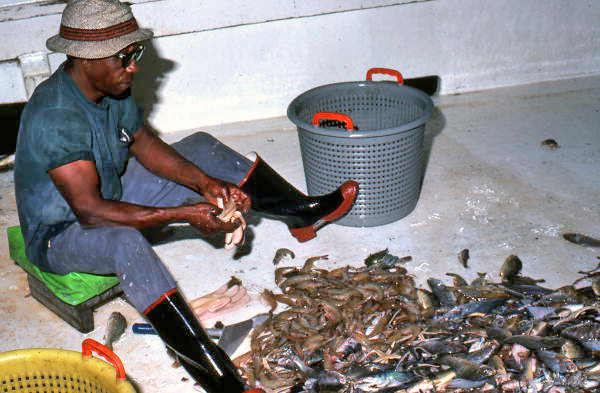 Shrimper from David Cook's crew sorting his catch - Fernandina Beach, Florida