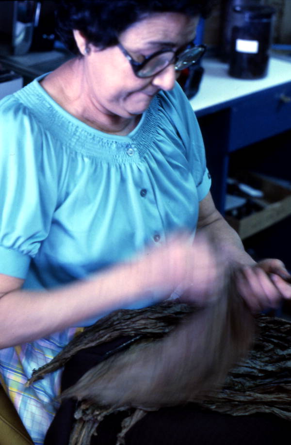 Mrs. Rafael Martinez sorting tobacco leaves for cigars - Miami, Florida.