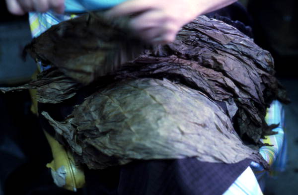 Tobacco leaves being sorted by Mrs. Rafael Martinez for cigars - Miami, Florida.