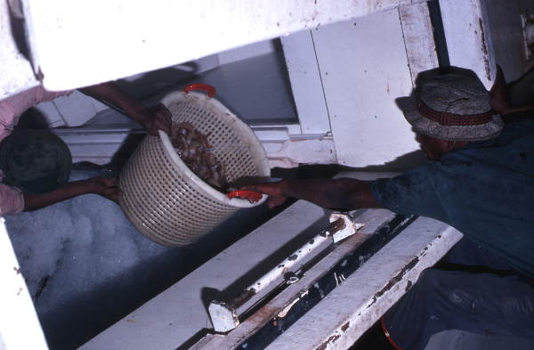 Shrimpers storing caught shrimp in ice - Fernandina Beach, Florida