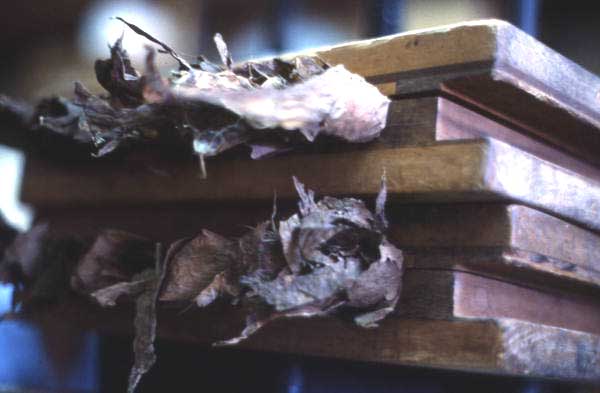 Cigars in a mold being pressed at Ramar Cigars - Miami, Florida.