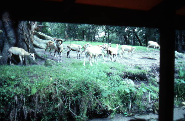 Deer on the Jungle Cruise at Silver Springs - Silver Springs, Florida