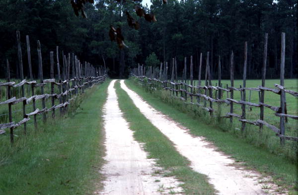 Drive leading to Oliver Hunter's house - White Springs, Florida.