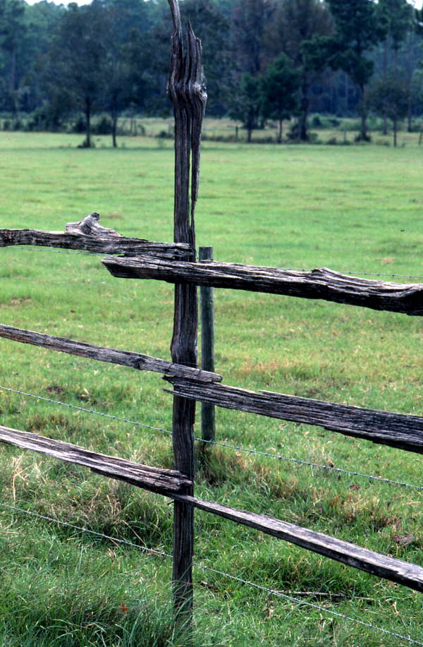 Detail of fence bordering drive to Oliver Hunter's house - White Springs, Florida.