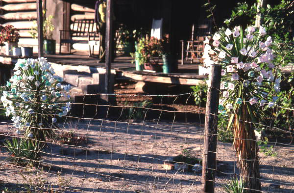 Egg carton adornment on plants - Bellville Region, Florida.