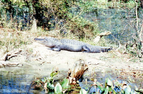 Alligator at Wakulla Springs - Wakulla Springs, Florida