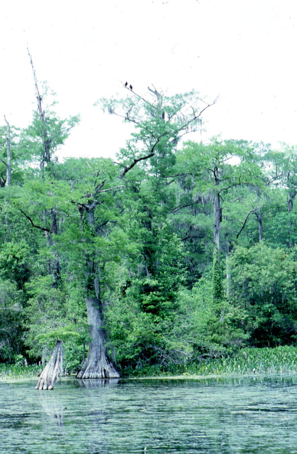 Trees and flora at Wakulla Springs - Wakulla Springs, Florida