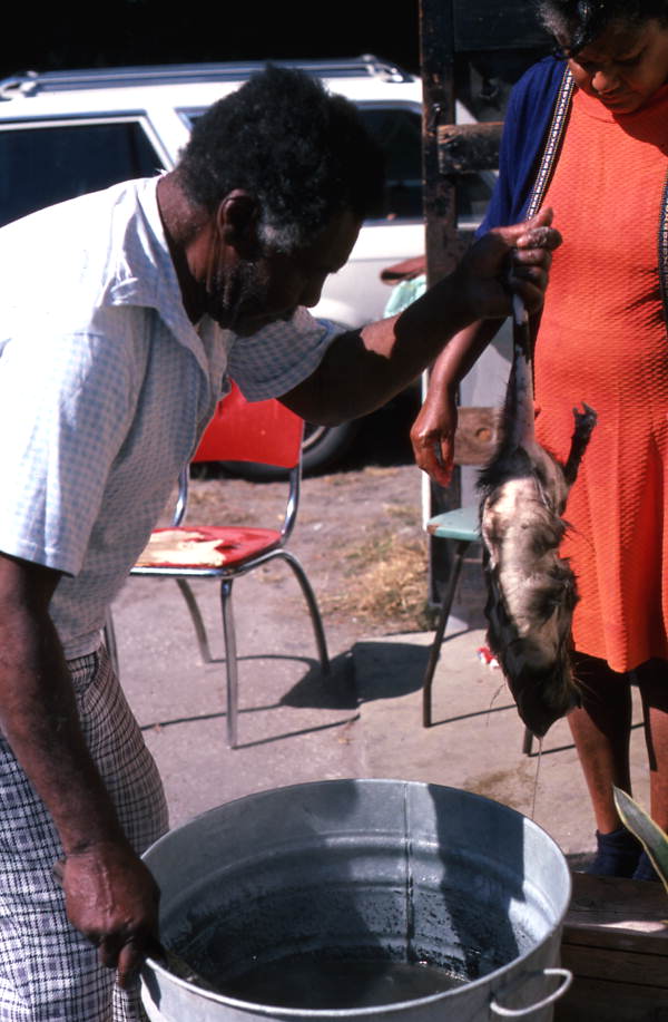 Willie Gillard dropping a opossum into hot water for cleaning while Dessie Oliver looks on - Tampa, Florida.