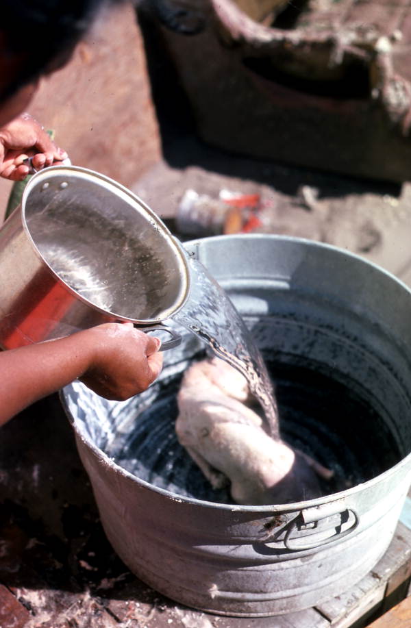 Pouring in water to cook an opossum - Tampa, Florida.
