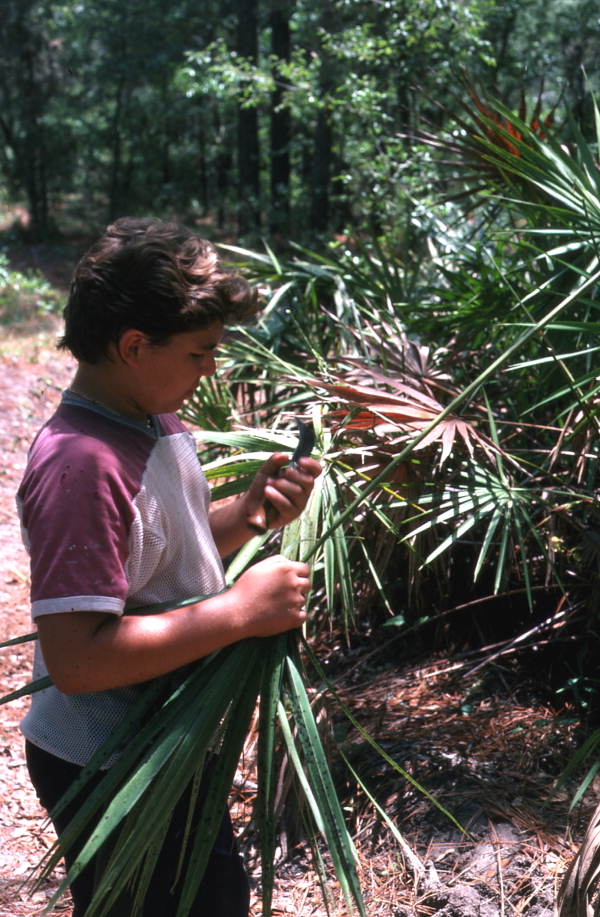 Boy harvesting palmettos - Tampa, Florida.