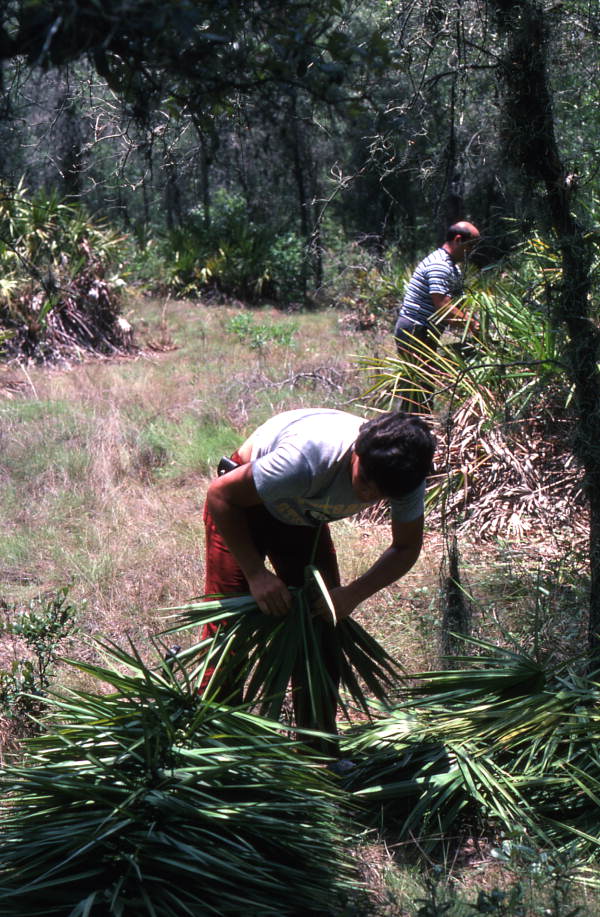 Young man harvesting palmettos - Tampa, Florida.