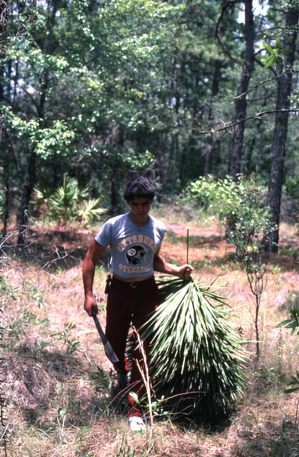 Young man harvesting palmettos - Tampa, Florida.