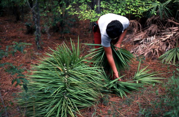 Young man harvesting palmettos - Tampa, Florida.