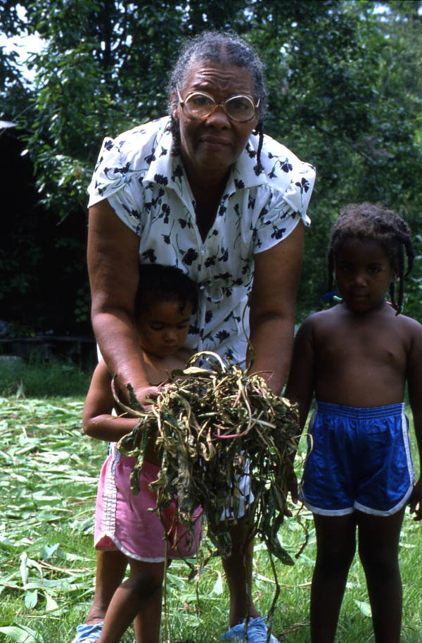 Jesse Mae Newsome collecting plants to make medicine - White Springs, Florida