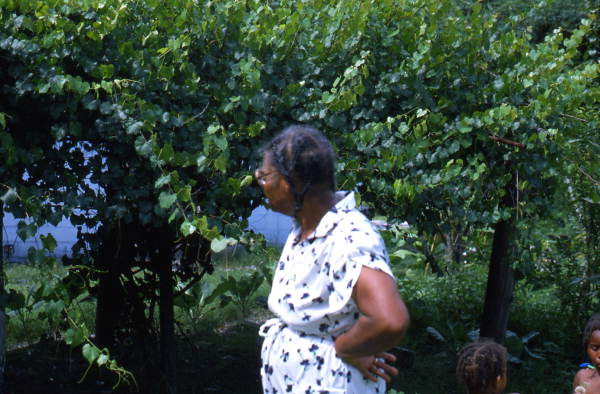 Jesse Mae Newsome looking for plants to make medicine - White Springs, Florida