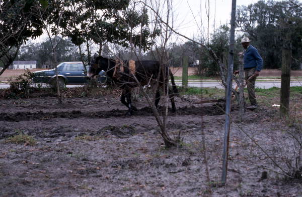 James Ambrose demonstrating plowing - Live Oak, Florida