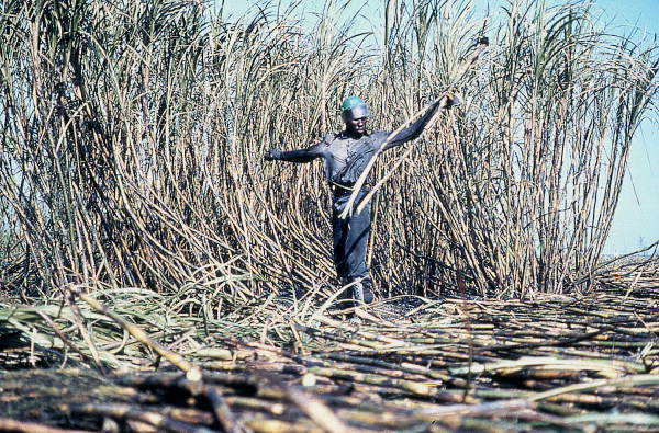 Sugar cane worker harvesting sugar cane - Clewiston Region, Florida
