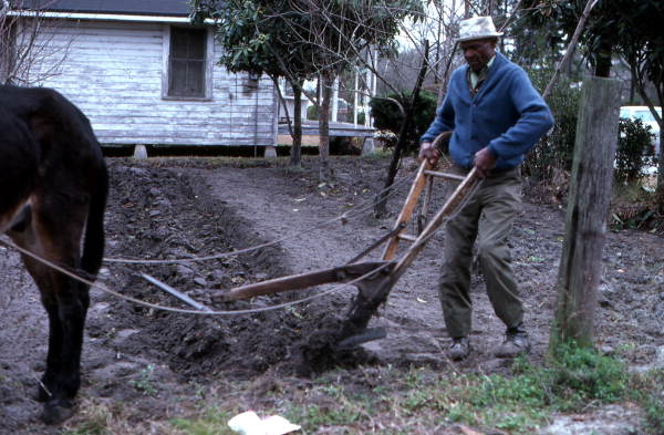 James Ambrose demonstrating plowing - Live Oak, Florida
