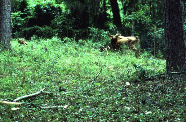 Cow being herded by Glen Nettles - White Springs, Florida