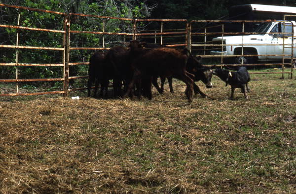 Catch dogs helping herd cattle - White Springs, Florida