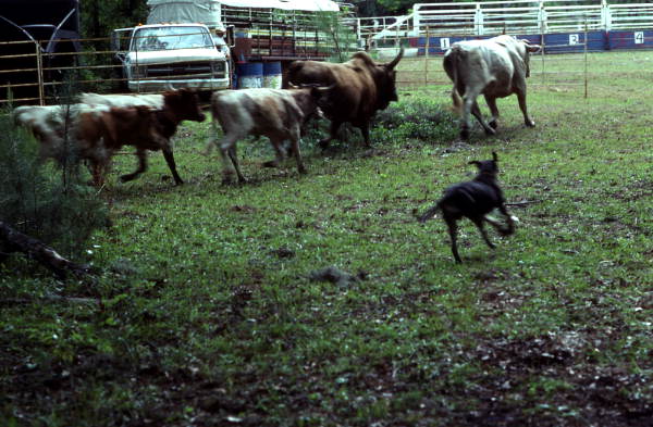 Catch dogs helping herd cattle - White Springs, Florida