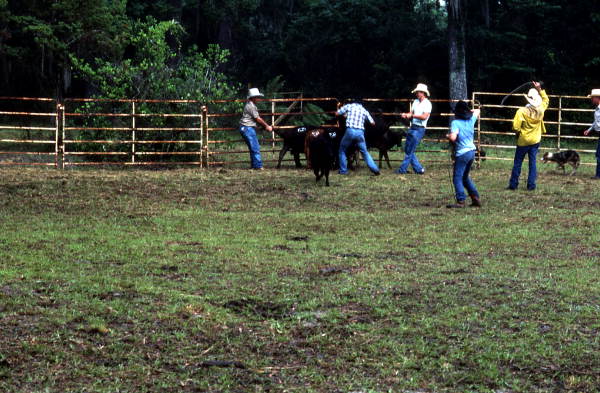 Cowboys at work - White Springs, Florida