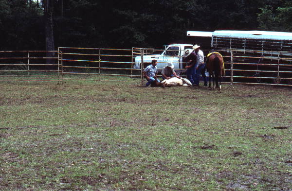 Cowboys at work - White Springs, Florida